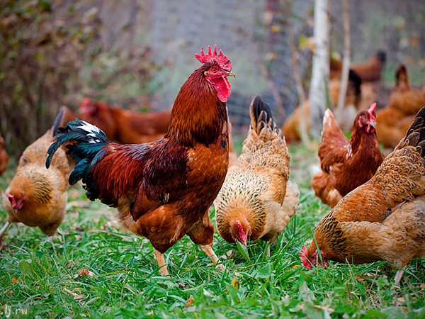 Породы куриц | ЗооТом - продажа, вязка и услуги для животных в Новомосковске