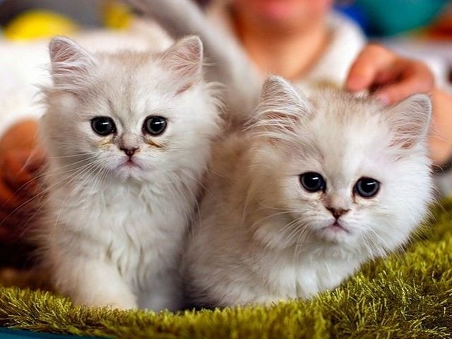 Породы кошек в Новомосковске | ЗооТом портал о животных