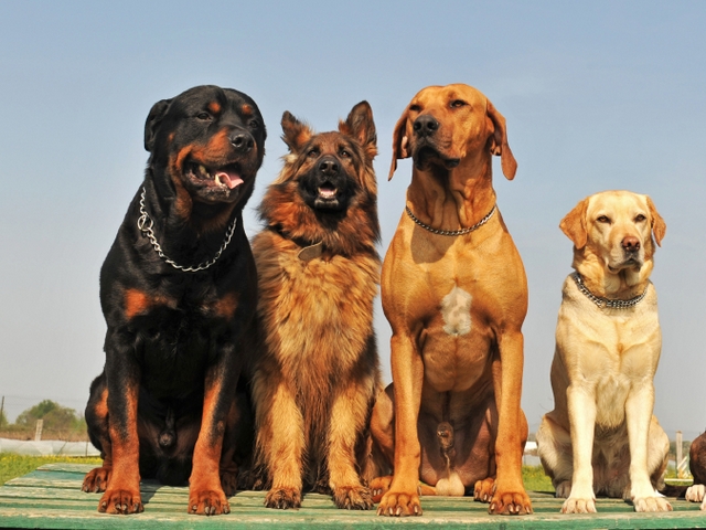 Крупные породы собак в Новомосковске | ЗооТом портал о животных